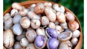 Kacang Bogor Istana